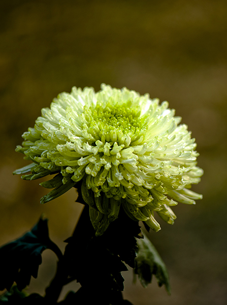 _dsc8413a.jpg