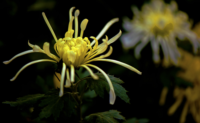 _dsc8419a.jpg