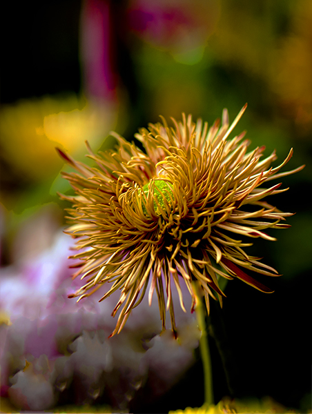 _dsc8421a.jpg