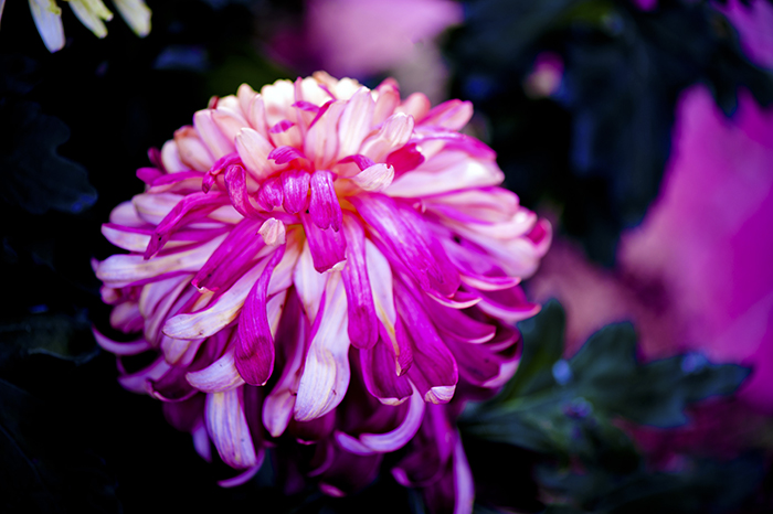 _dsc8459a.jpg