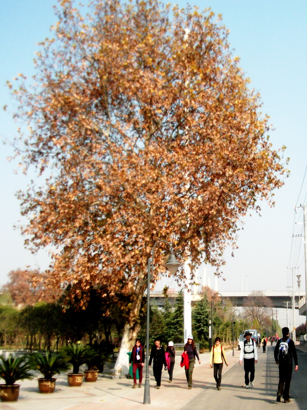 dscf0085.jpg
