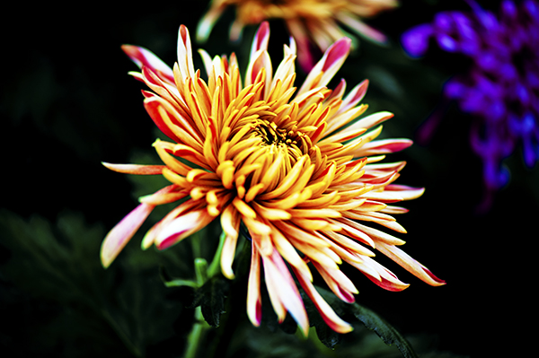 _dsc8427a.jpg