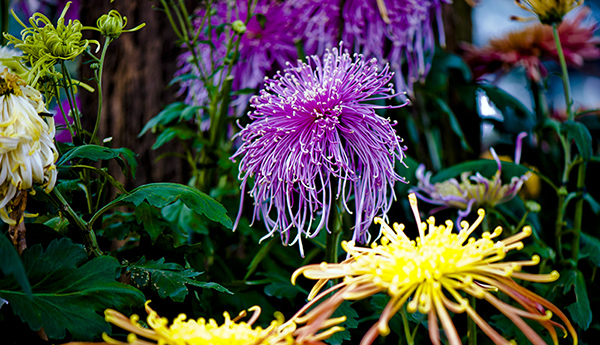 _dsc8430a.jpg