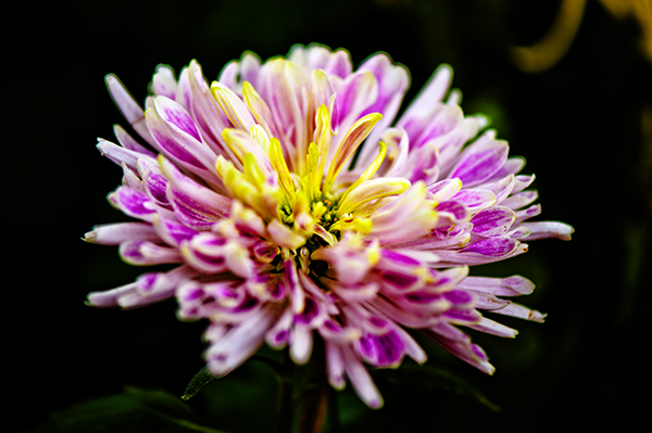 _dsc8438a.jpg