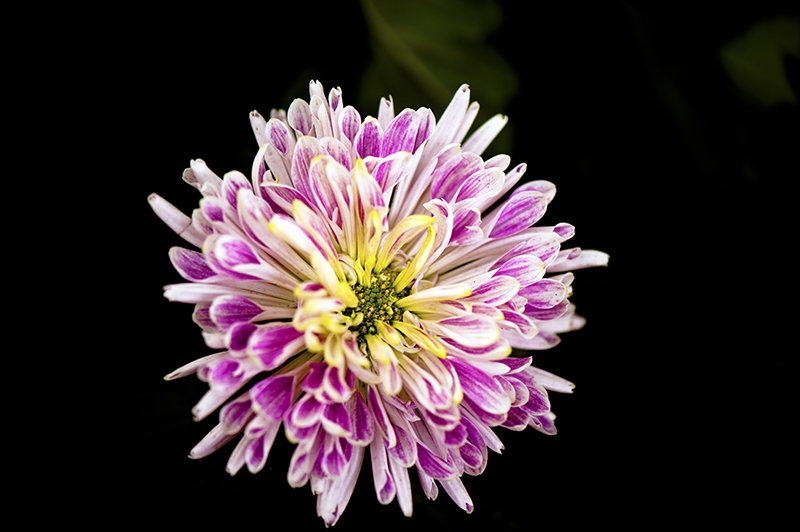 _dsc8439a.jpg