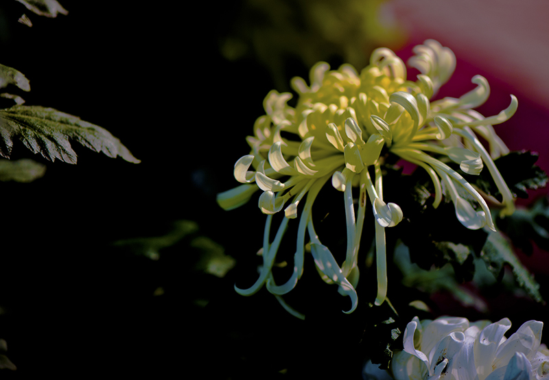 _dsc8452a.jpg