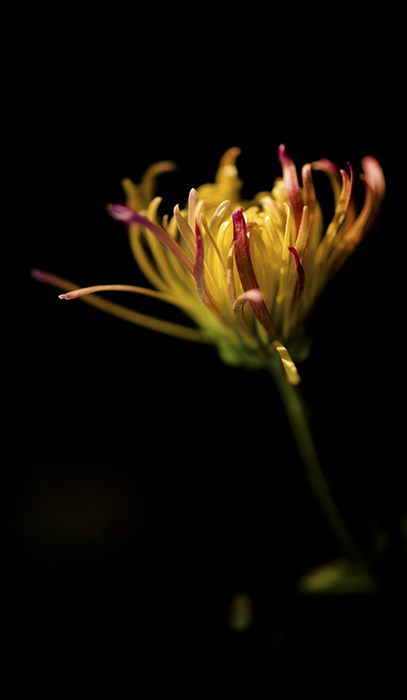 _dsc8465a.jpg