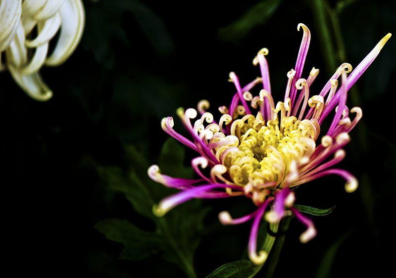 _dsc8471a.jpg