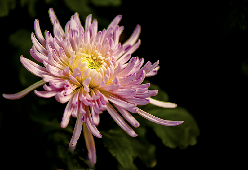 _dsc8475a.jpg