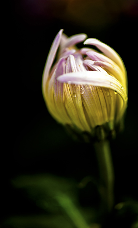 _dsc8477a.jpg