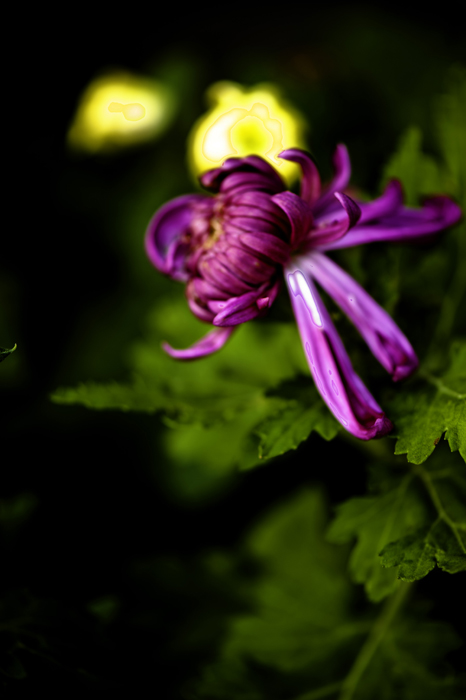 _dsc8026a.jpg