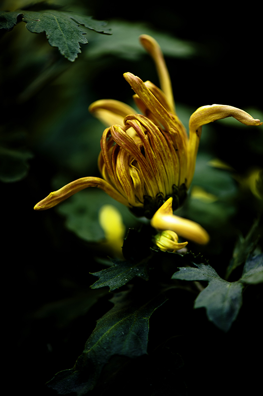 _dsc8025a.jpg