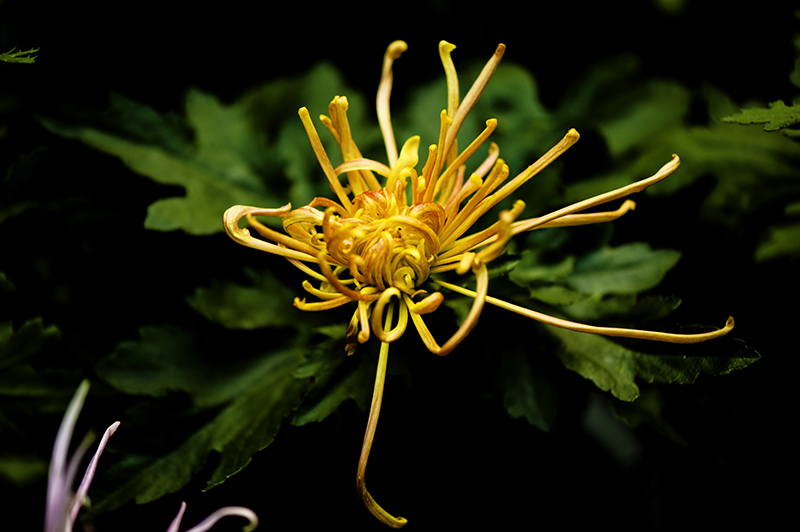 _dsc8024a.jpg