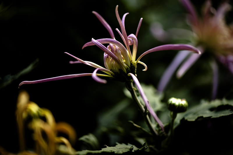 _dsc8023a.jpg