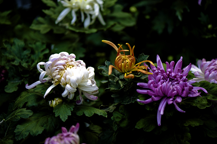 _dsc8021a.jpg