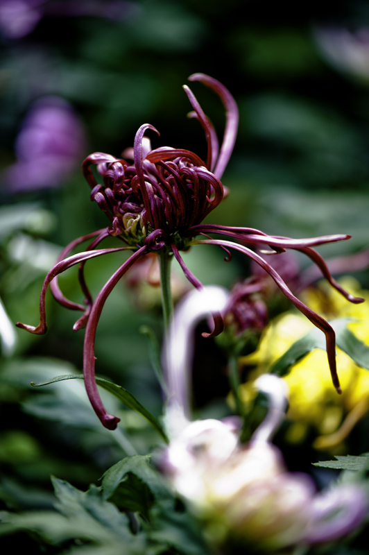 _dsc8013a.jpg