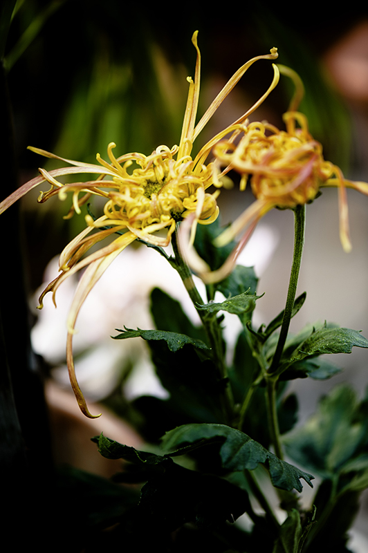 _dsc8011a.jpg