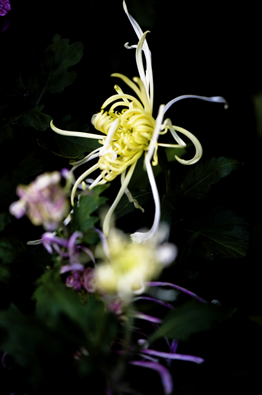 _dsc8010a.jpg