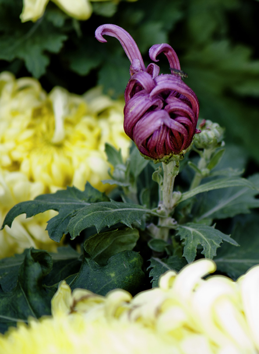 _dsc8008a.jpg
