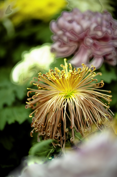 _dsc8007a.jpg