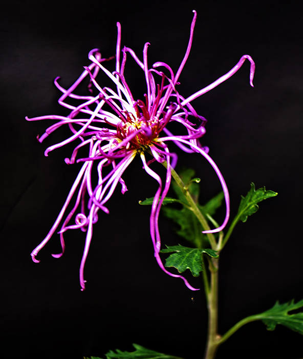 _dsc8001a.jpg