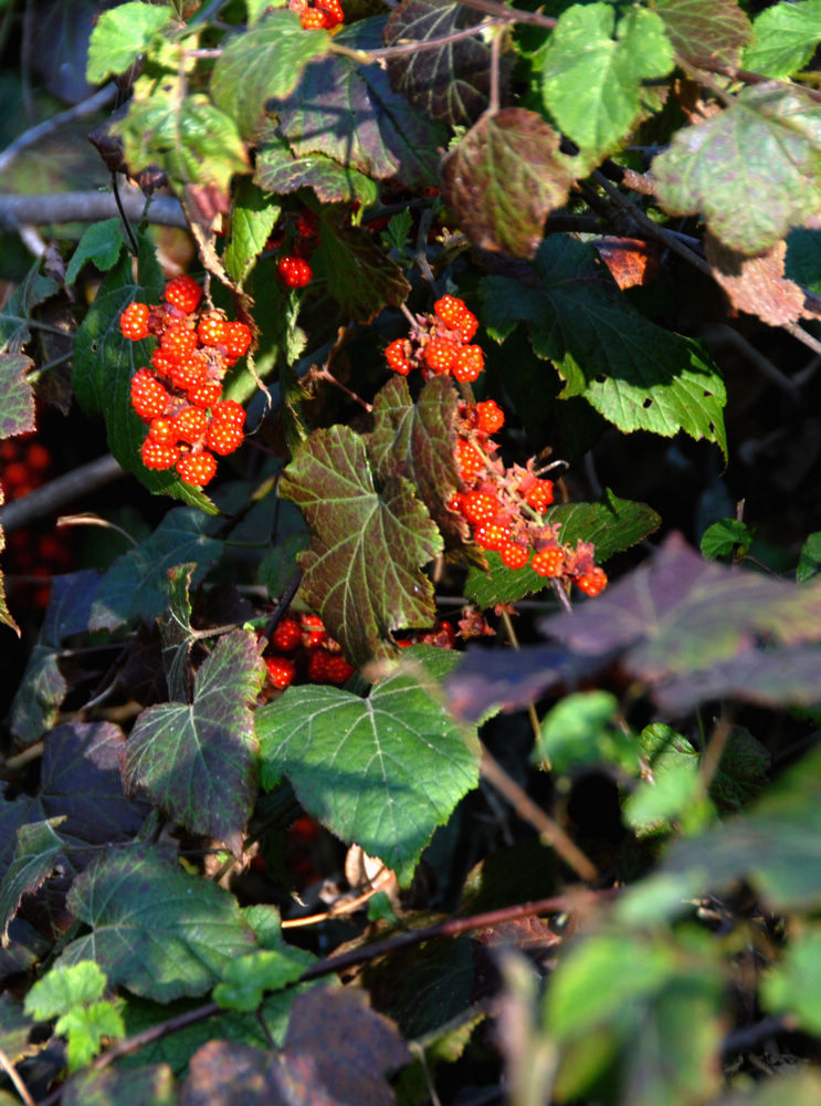 dsc_0011.jpg