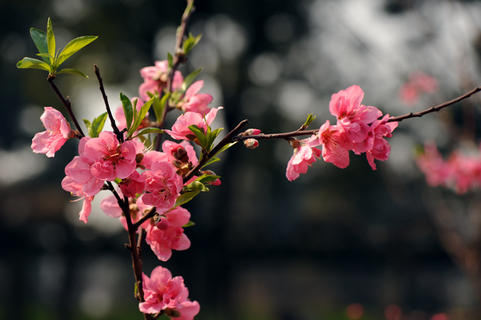 dsc_4923a.jpg
