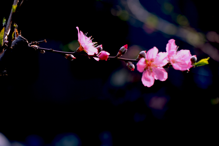 dsc_4924a.jpg