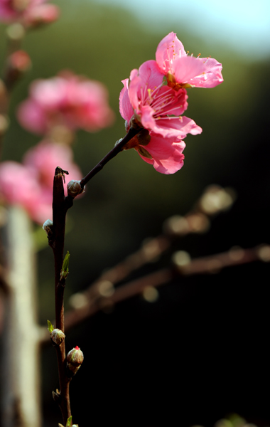 dsc_4938a.jpg