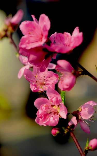 dsc_4940a.jpg
