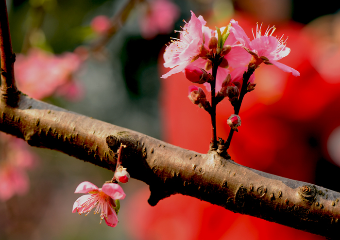 dsc_4942a.jpg