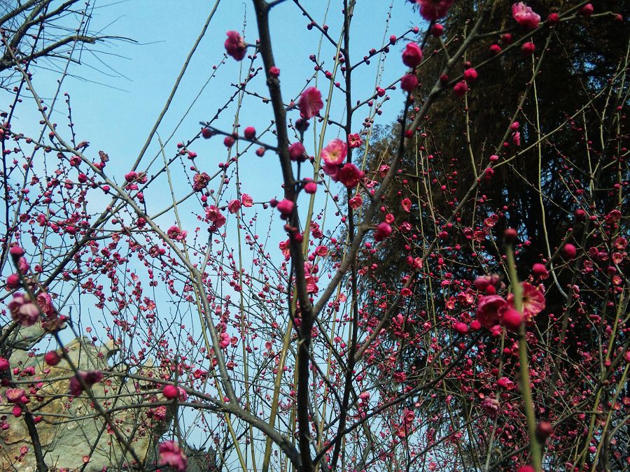 neo_img_dvc00012.jpg