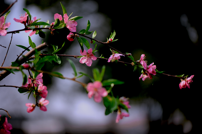 dsc_5009a.jpg