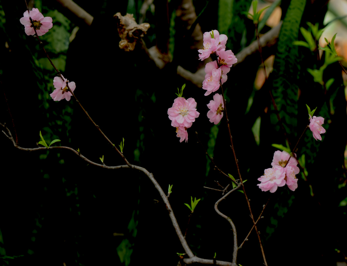 dsc_5061a.jpg