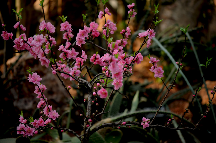dsc_5064a.jpg