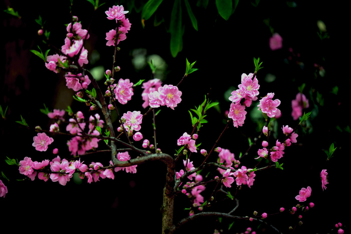 dsc_5073a.jpg