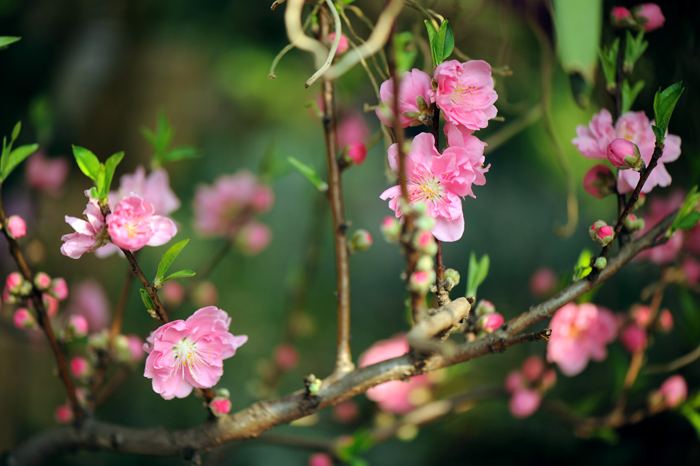 dsc_5146a.jpg