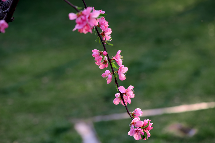 dsc_5194a.jpg