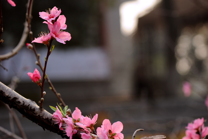 dsc_5197a.jpg
