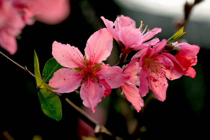 dsc_5204a.jpg