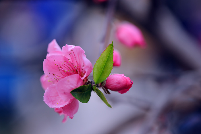 dsc_5210a.jpg