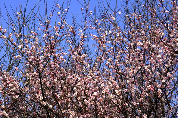 dscf9209.jpg