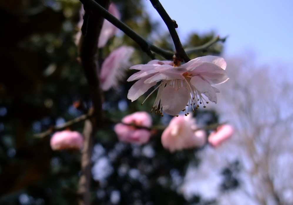 dscf9246.jpgb.jpg