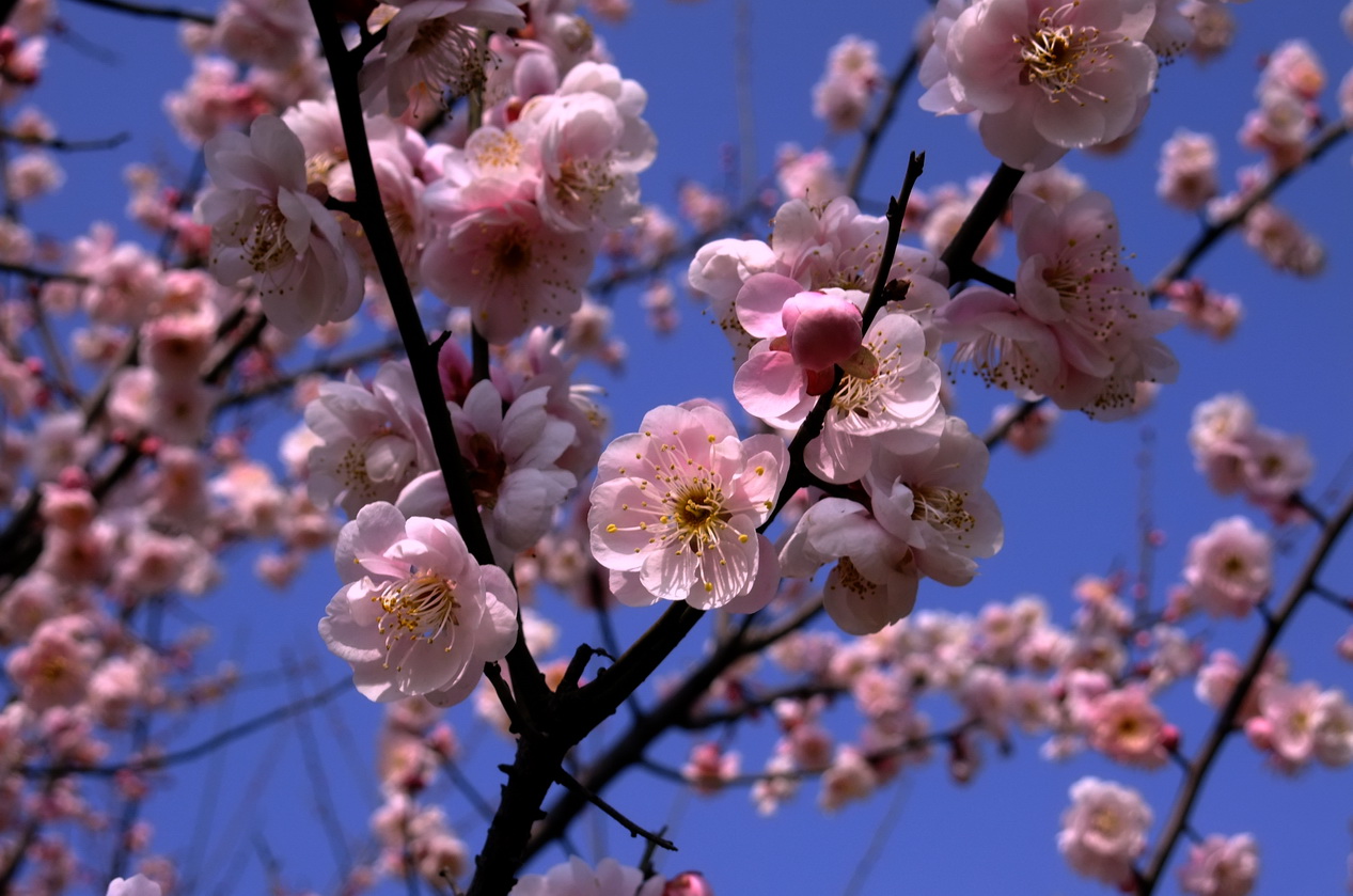 dscf9227.jpg