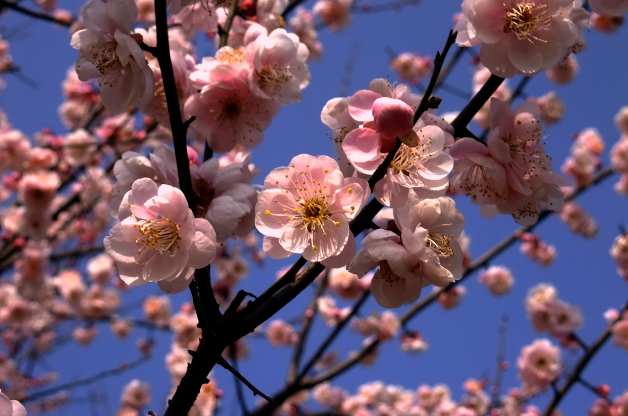 dscf9226.jpg