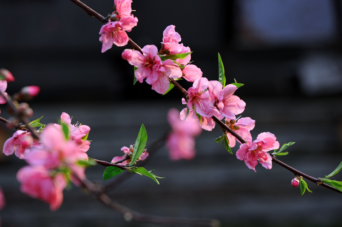 dsc_5218a.jpg