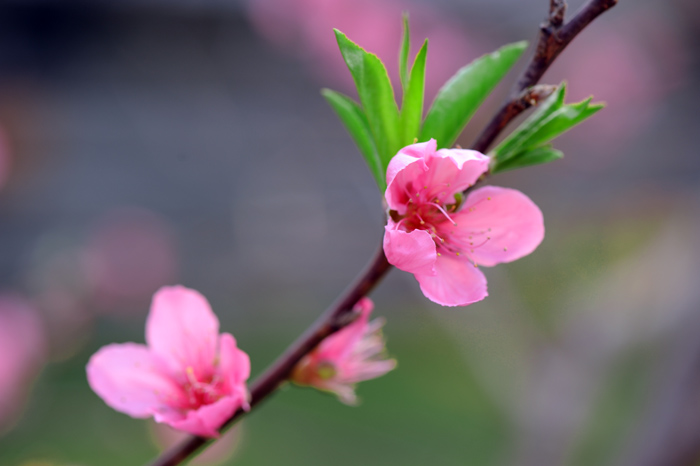 dsc_5217a.jpg