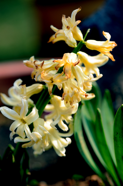 dsc_5036a.jpg