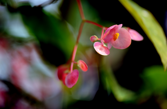 dsc_5077a.jpg