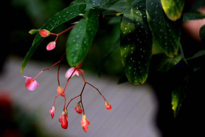 dsc_5082a.jpg